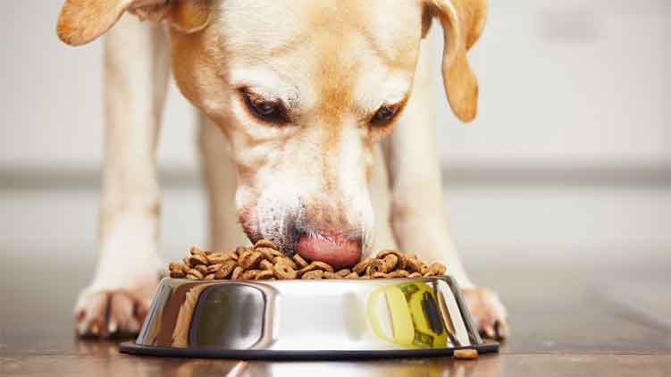 How to Make Natural Dog Food