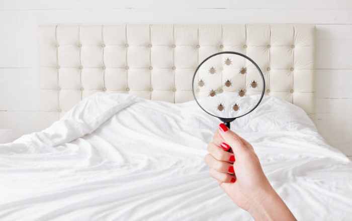 How Do You Disinfect Bed Bugs?