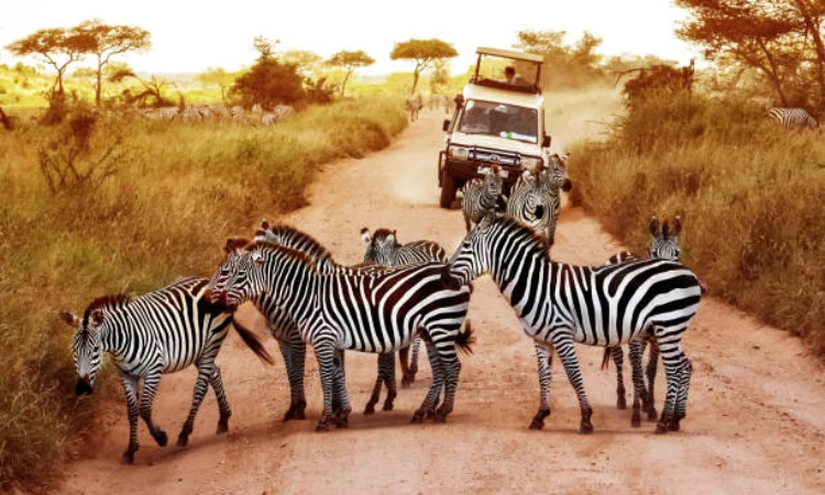 What Is the Best Time to Go on a Safari in Tanzania