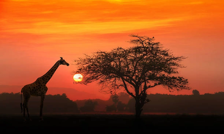 When Is the Best Time for a Safari in Tanzania
